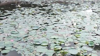 Beautiful Moment when Boat Rider keeping water Lily
