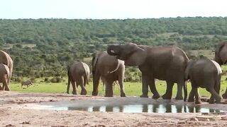 Most Funny and Cute Elephant Video full HD | the beautiful elephant