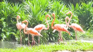 Pink Flamingos - 4K Video - Flamingo Bird Collection With Relaxing Music !