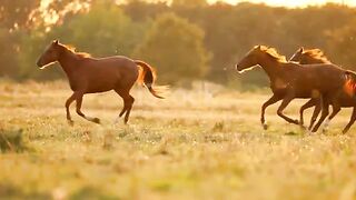 Enjoy of beautiful horses from around the world!