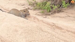 Innocent Baby Bird Walks up to Leopard - Crazy Ending.