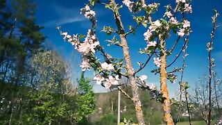 beautiful flowers and nature videos