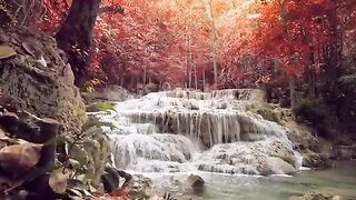 beautiful nature video 3