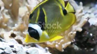 beautiful aquarium fish