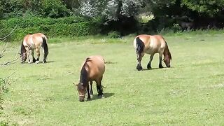 Enjoy of beautiful horses from around the world! 2