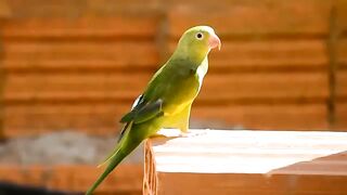beautiful bird's video