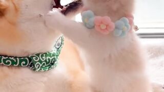 Friendship of dog and cat????
