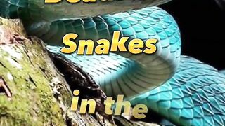 Top 10 Most Dangerous Snakes in the world