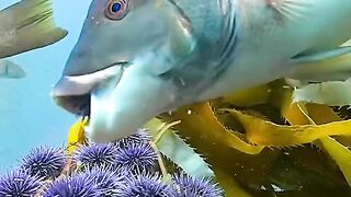 ikan pengontrol populasi bulu babi