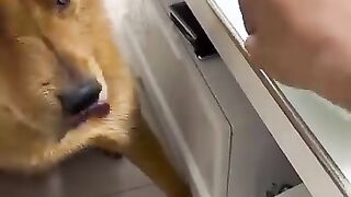 Dog funny video 17