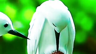 সুন্দর একটি ভিডিও।