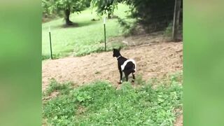 Funny pet competition