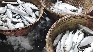 Hilsha fish ????????????????