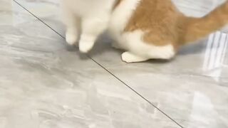 The cat jumps in fear funny video #Cat