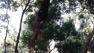 Climb the tree by climbing the vine