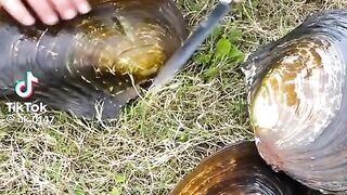 A pearl inside a snail