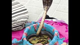 Snake Dance with Music