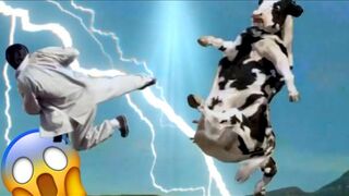 Man and cow fighting