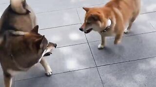 Clash of the cuties: Shiba inu vs Hokkaido