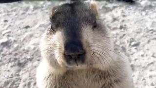 Biscuit wars: The great Marmot show