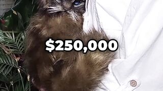 This Maine Coon costs over 250,000 dollars and was voted the most beautiful cat of the year 2024