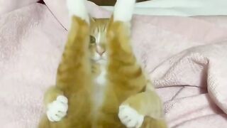 cat in a strange pose