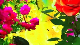 Shot video 7
