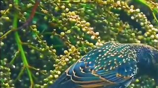 Uncommon  beautiful  bird.