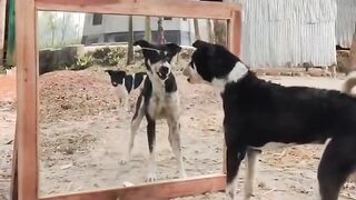 Funny dog video. 2