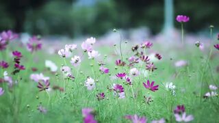 Natural_Gardens_Flower_s____Background_flower_s____No_copyright_video____Download_And_Export___(720p).