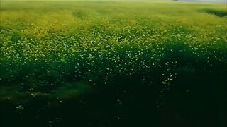 Nature4