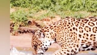Wildlife 8