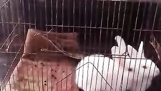 Rabbit 12