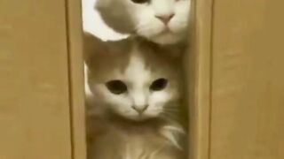 When mom is arguing with father