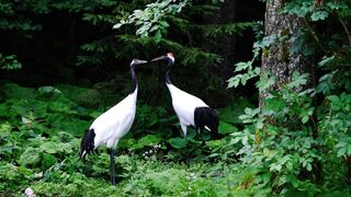 Two bird deep think