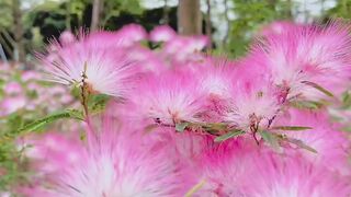 Various kinds of beautiful Flowers. Soothing nature. Swaying flowers. Bees, butterflies and bird.