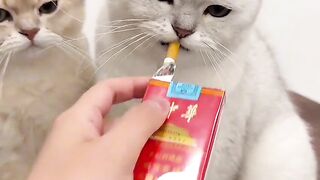 #cat #cutepets #confusingcatbehavior