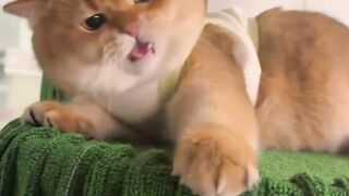 Funny Vairal new video #funny #short #vairal #news