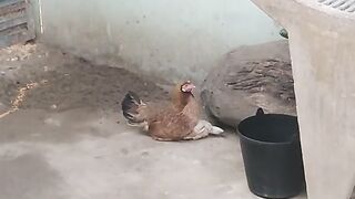 MUITO IMPRESSIONANTE - GALINHA PROTEGE O SEU PINTO DO INTENSO FRIO COLOCANDO A CABEÇA DO PINTO DEBAIXO DE SÍ