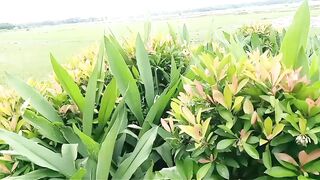 Beautiful plants in the village of Bangladesh ????????????????????????????????????????