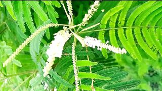 Beautiful flowers of big tree never hd seen