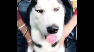 Best Funny Videos of Animals No 7