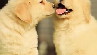For the Love of Animals
