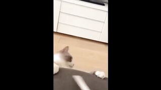 Best Funny  of Animals No 8