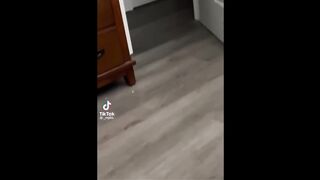 FUNNY CAT MEMES COMPILATION V03