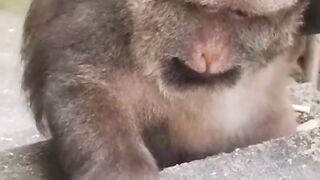 Cute monkey