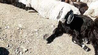 The best sheep meats of the world