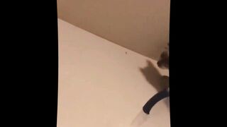 Home Dogs And Cats Videos 2023