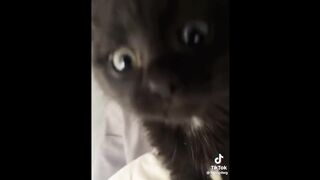 FUNNY CAT MEMES COMPILATION V04