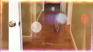Funny And Cute Cats